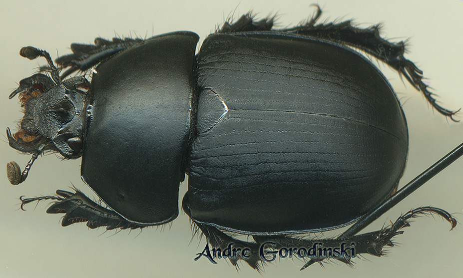 http://www.gorodinski.ru/geotrupes/Geotrupes substriatellus.jpg